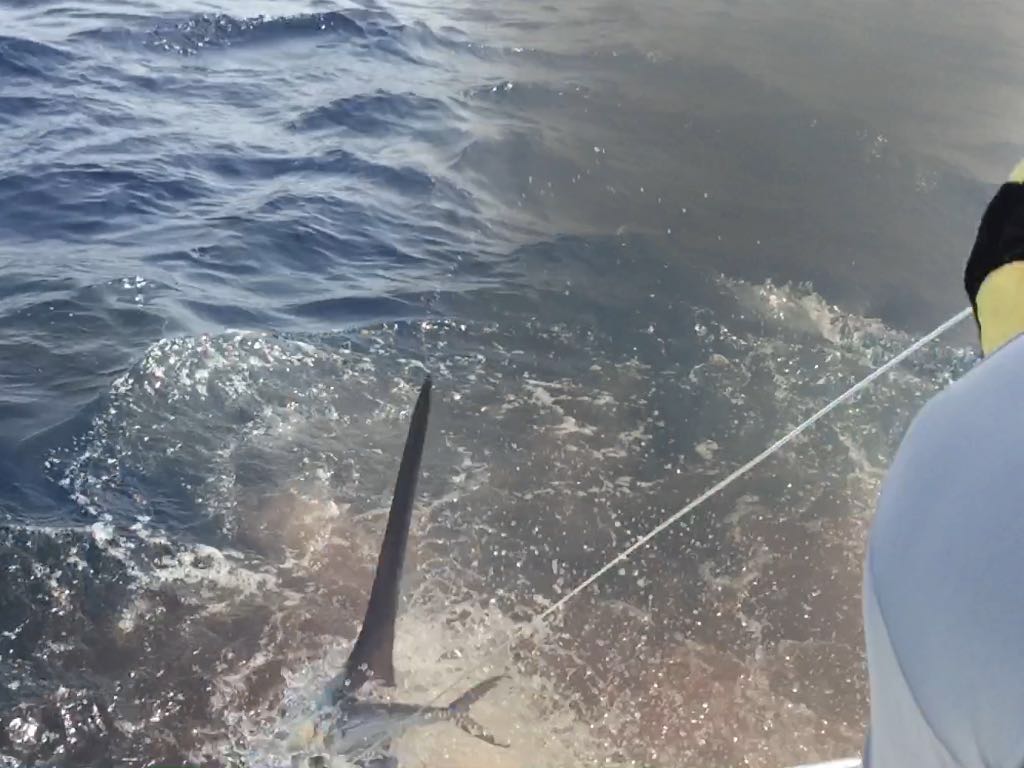 Vídeos XXV Concurso de Pesca de Pasito Blanco