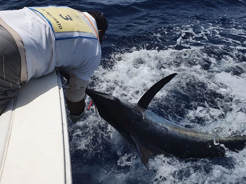 Open Pesca II en Blinker- Pasito Blanco
